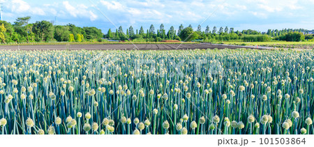 長ネギ畑（ねぎぼうず） 101503864