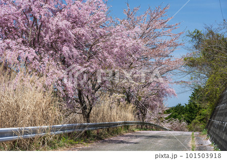 里山の桜咲く道 青根の写真素材 [101503918] - PIXTA