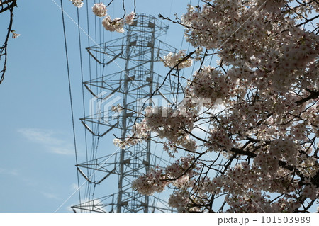 近所の桜を見て歩いた 101503989