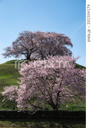 満開の桜が咲く丘 満開の桜が咲く丘 101504174