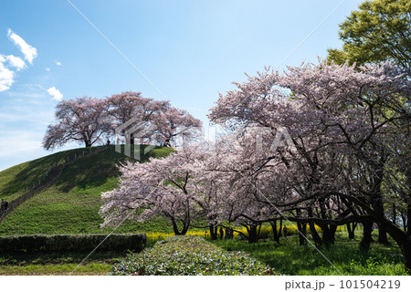 満開の桜が咲く丘 101504219