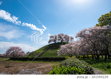満開の桜が咲く丘 101504220