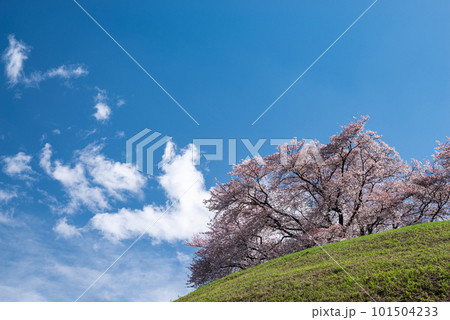 満開の桜が咲く丘 101504233
