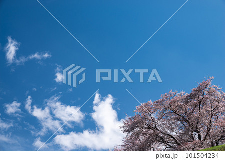 満開の桜が咲く丘 101504234