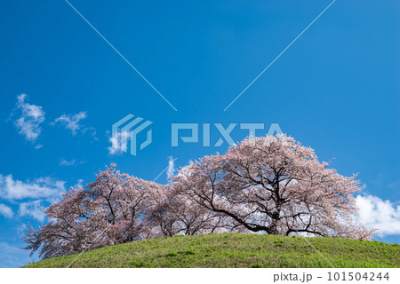 満開の桜が咲く丘 101504244