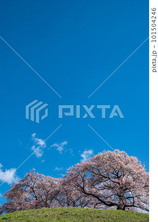 満開の桜が咲く丘 101504246