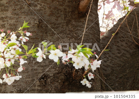 近所の桜を見て歩いた 近所の桜を見て歩いた 101504335