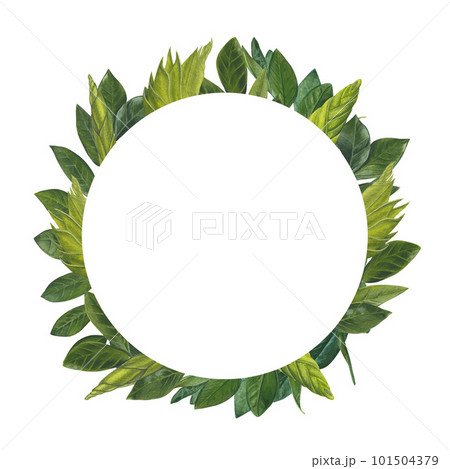Round frame watercolor illustration leaves, stems, shoots zamiokulkas. white background. Hand drawn. Round frame watercolor illustration leaves, stems, shoots zamiokulkas. white background. Hand drawn. 101504379