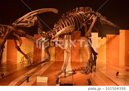 いわき市石炭・化石館ほるる　パラサウロロフス 101504398