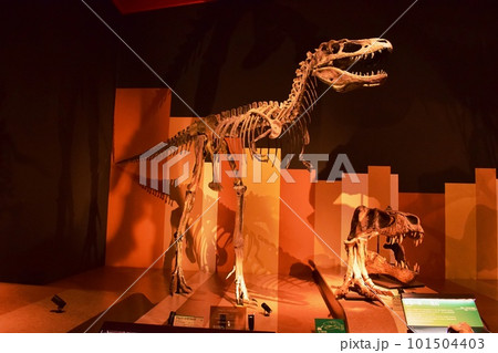 いわき市石炭・化石館ほるる ティラノサウルスの模型 いわき市石炭・化石館ほるる ティラノサウルスの模型 101504403