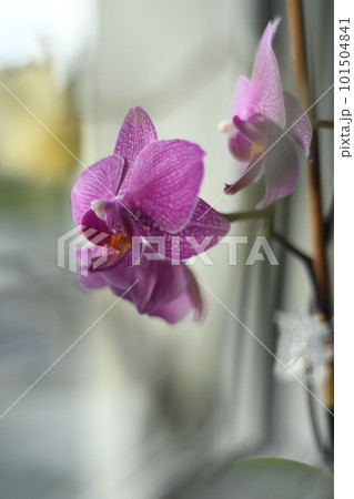 Vertical shot of a purple-white speckled orchid on the windowsill 101504841