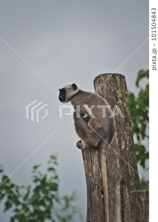Vertical shot of an ape climbing a wooden pole in a zoo in Germany 101504843