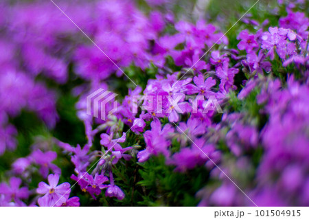 群生する芝桜 群生する芝桜 101504915
