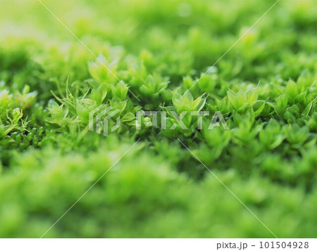 小さな世界 101504928