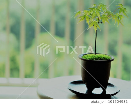 窓辺の緑 101504931