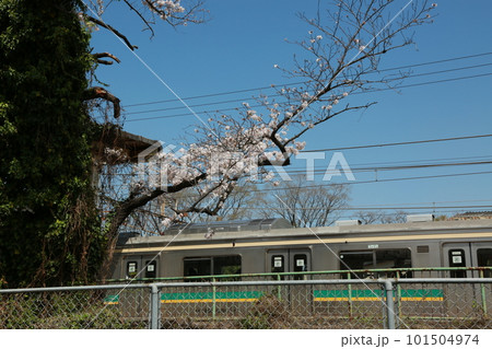 近所の桜を見て歩いた 101504974