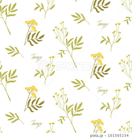 Minimalistic floral pattern on a white background. Chamomile and tansy. Meadow wild herbs. 101505154