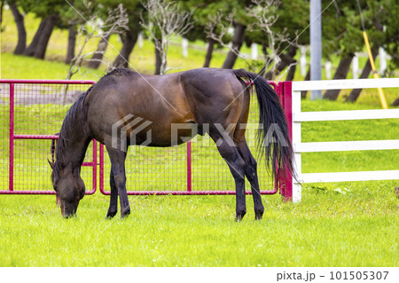 放牧中のサラブレッド（北海道新冠町） 101505307