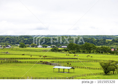 放牧中のサラブレッド（北海道新冠町） 101505320