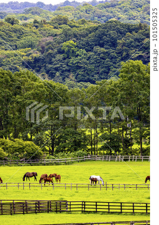 放牧中のサラブレッド（北海道新冠町） 101505325