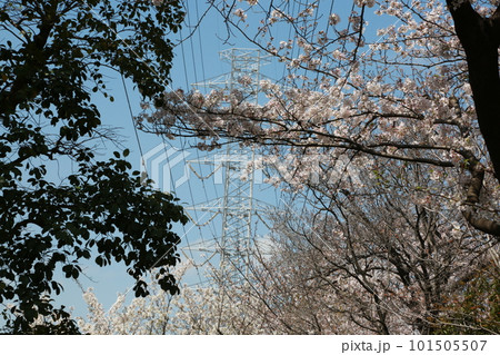 近所の桜を見て歩いた 近所の桜を見て歩いた 101505507