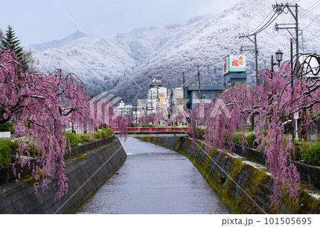 倉津川の枝垂桜 倉津川の枝垂桜 101505695