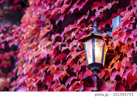 秋の建物壁面に這う紅葉した蔦とランプ 101505755