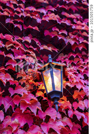秋の建物壁面に這う紅葉した蔦とランプ 101505759