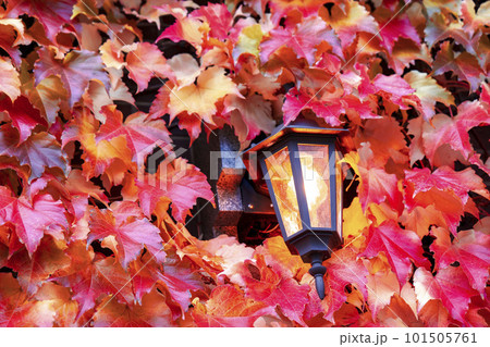 秋の建物壁面に這う紅葉した蔦とランプ 101505761