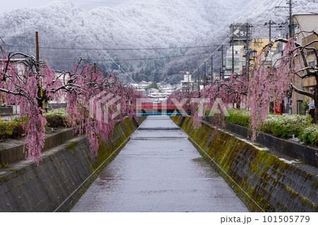 雪景色と倉津川のしだれ桜 雪景色と倉津川のしだれ桜 101505779