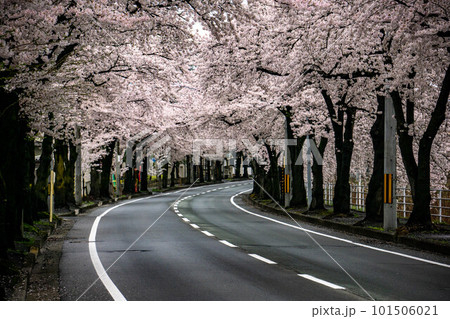 馬見ヶ崎さくらラインの桜のトンネル 馬見ヶ崎さくらラインの桜のトンネル 101506021