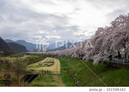 馬見ヶ崎川河川敷の桜並木 馬見ヶ崎川河川敷の桜並木 101506162