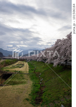 馬見ヶ崎川河川敷の桜並木 馬見ヶ崎川河川敷の桜並木 101506164