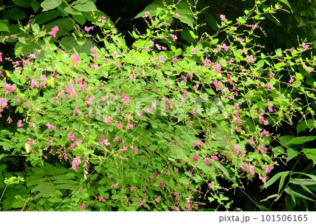 萩の花　【相模原市津久井　8月】 101506165