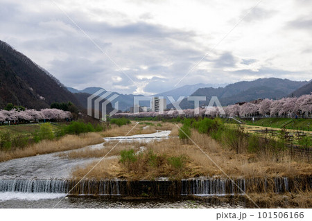 馬見ヶ崎川河川敷の桜並木 101506166
