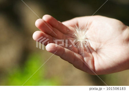 dandelion fluff in the hands of a child 101506183
