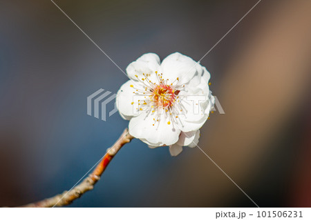 梅の花 梅の花 101506231