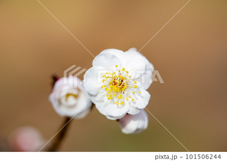 梅の花 101506244