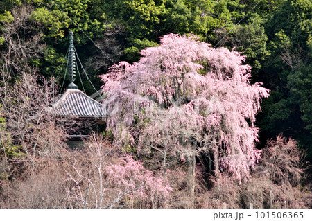 満開のシダレザクラに包まれた如意輪寺の多宝塔 【奈良県吉野町】 満開のシダレザクラに包まれた如意輪寺の多宝塔 【奈良県吉野町】 101506365