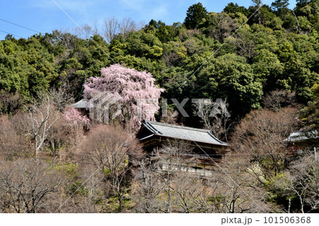 満開のシダレザクラに包まれた如意輪寺の多宝塔 【奈良県吉野町】 満開のシダレザクラに包まれた如意輪寺の多宝塔 【奈良県吉野町】 101506368