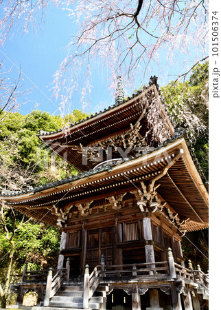 満開のシダレザクラに包まれた如意輪寺の多宝塔 【奈良県吉野町】 満開のシダレザクラに包まれた如意輪寺の多宝塔 【奈良県吉野町】 101506374