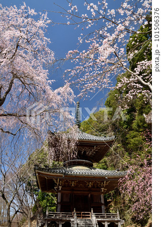 満開のシダレザクラに包まれた如意輪寺の多宝塔 【奈良県吉野町】 満開のシダレザクラに包まれた如意輪寺の多宝塔 【奈良県吉野町】 101506376