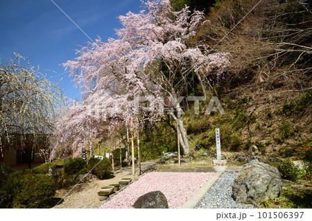 満開のシダレザクラに包まれた如意輪寺 【奈良県吉野町】 満開のシダレザクラに包まれた如意輪寺 【奈良県吉野町】 101506397