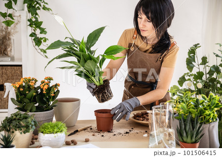 Woman home gardener transplanting white peace lily in flowerpot Woman home gardener transplanting white peace lily in flowerpot 101506415