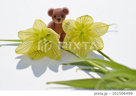 クリーム色のバイモユリの花とテディベア クリーム色のバイモユリの花とテディベア 101506499