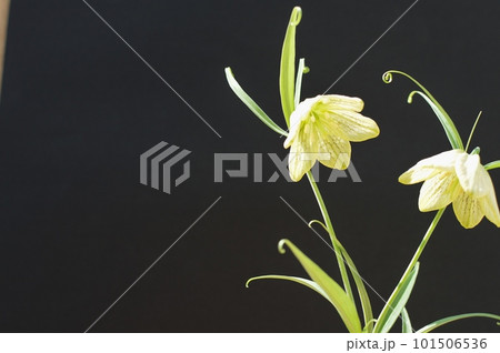 黒バックにクリーム色のバイモユリの花　　 101506536