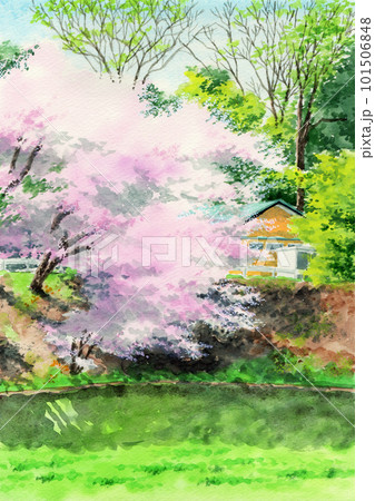 水彩画・風景画・満開の桜・自筆 アナログ水彩風景画満開の桜ソメイヨシノのイラスト素材 [101506848