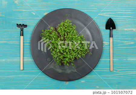 Micro-greenery in a pot on a black plate and miniature gardening tools. Top view on a blue wooden background, with space 101507072