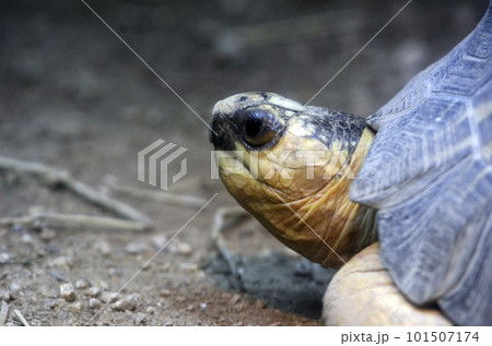 ホウシャガメ ホウシャガメ 101507174