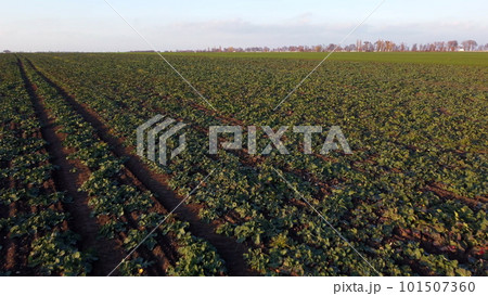 Flying over field of green leaves sugar beets planted before winter at sunset at dawn. Aerial drone view. Agro-industrial agricultural farm fields. Industrial cultivation of sugar beet. Agrarian field Flying over field of green leaves sugar beets planted before winter at sunset at dawn. Aerial drone view. Agro-industrial agricultural farm fields. Industrial cultivation of sugar beet. Agrarian field 101507360